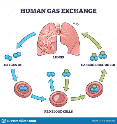 human-gas-exchange-process-oxygen-cycle-explanation-outline-diagram-human-gas-exchange-process-oxygen-cycle-explanation-230812478