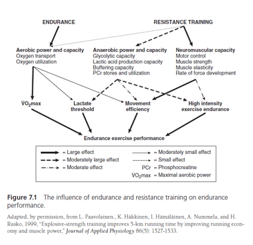 Chart: influence-of-endurance-and-resistance-training-on-endurance-chart