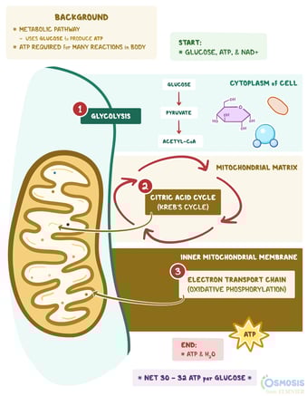 metabolism-graphic