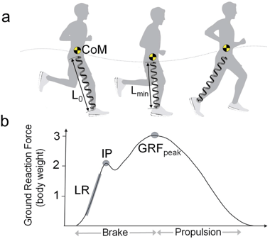 propulsion-running-graph-runner's-knee-physical-therapy