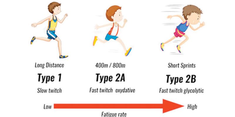 muscle fiber